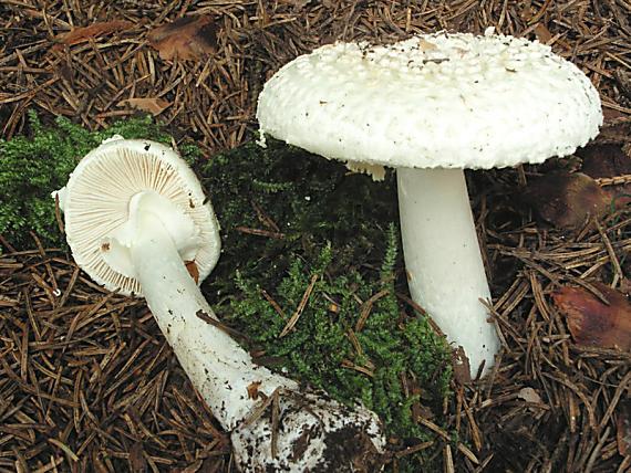 muchomůrka citrónová var. bílá - Muchotrávka citrónovožltá bielá Amanita citrina var. alba (Gillet) Rea