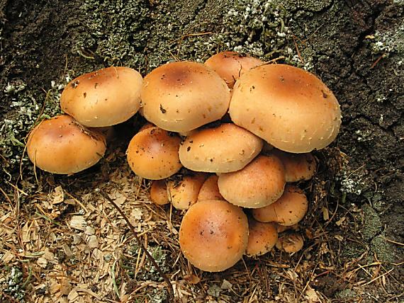 třepenitka cihlová - Strapcovka tehlovočervená Hypholoma lateritium (Schaeff.) P. Kumm.