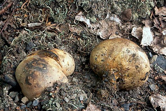 měcháč písečný - Hráškovec obyčajný Pisolithus arhizus (Scop.) Rauschert