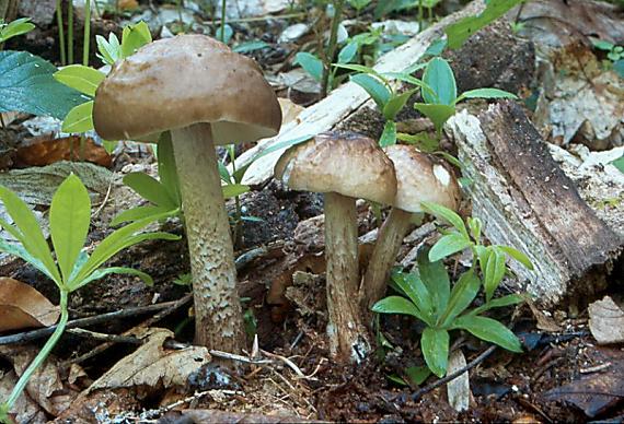 štítovka jelení - štítovka jelenia Pluteus cervinus  (Schaeff.) P. Kumm.