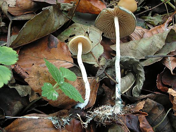 lysohlávka česká - Holohlavec český Psilocybe bohemica Šebek