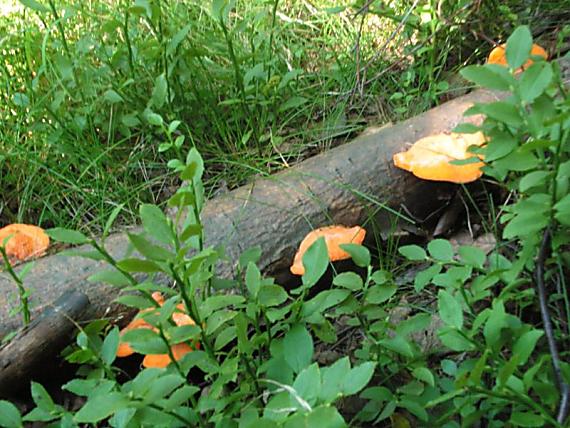 outkovka rumělková - Červenica rumelková Pycnoporus cinnabarinus (Jacq.) P. Karst.