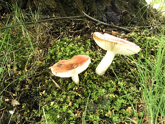 holubinka březová - Plávka brezová Russula betularum Hora