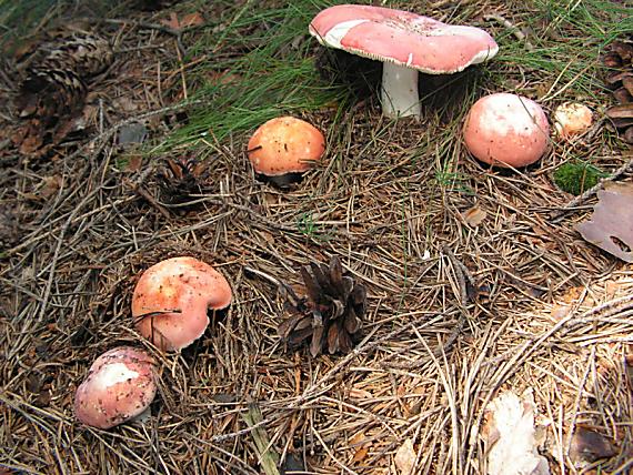 holubinka sličná - Plávka úhľadná Russula rosea Pers.