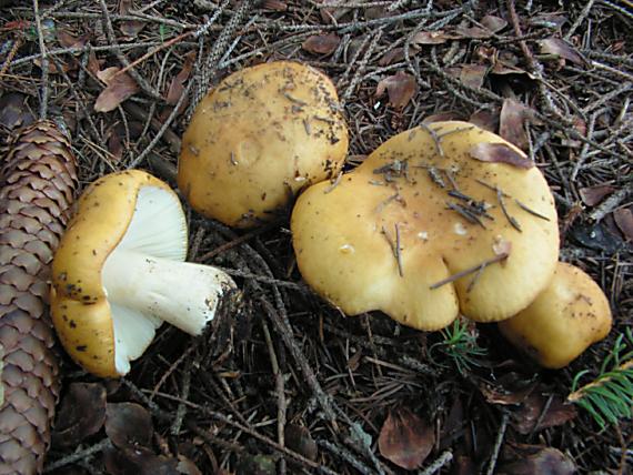 holubinka hlínožlutá - Plávka hlinovožltá Russula ochroleuca Fr.