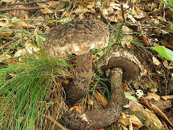 šiškovec šiškovitý - Šiškovec šupinatý Strobilomyces strobilaceus (Scop.) Berk.