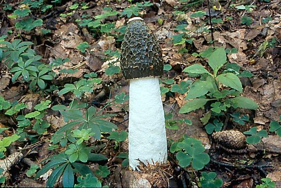 hadovka smrdutá - Hadovka smradľavá Phallus impudicus L.