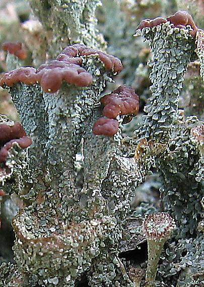 dutohlávka Cladonia sp