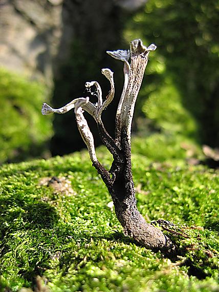 drevnatec parohatý Xylaria hypoxylon (L.) Grev.