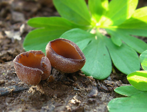 hľuznatka veternicová Dumontinia tuberosa (Bull.) L.M. Kohn