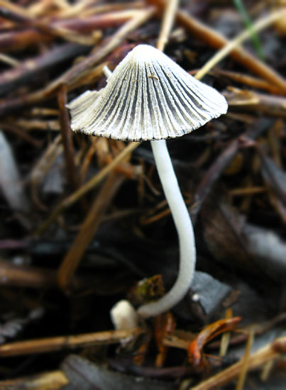 hnojník Coprinus sp.