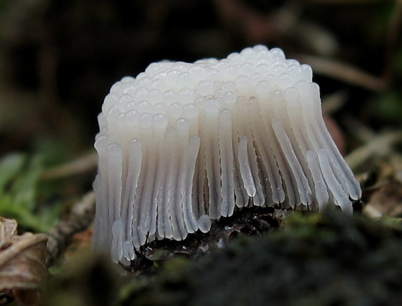 slizovka Myxomycetes