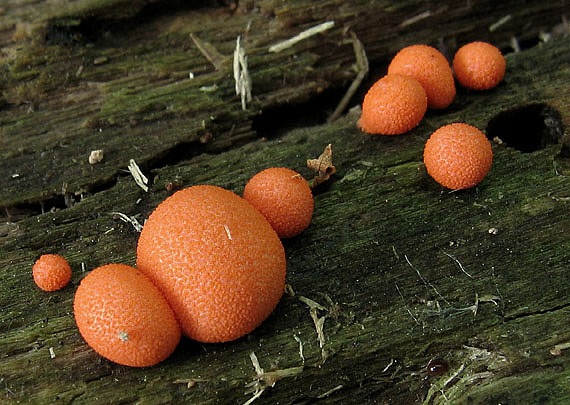 vlčinka červená Lycogala epidendrum (J.C. Buxb. ex L.) Fr.