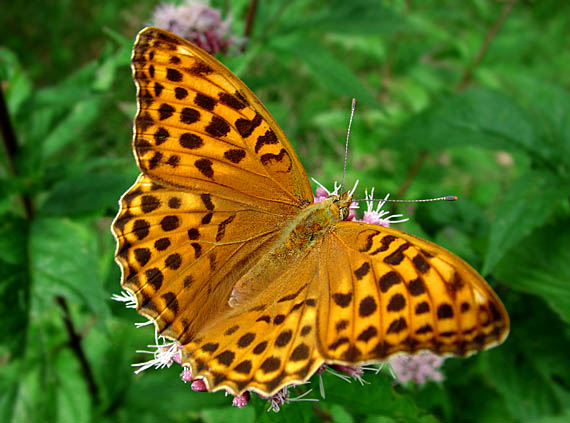 perlovec striebristopásavý Argynnis paphia