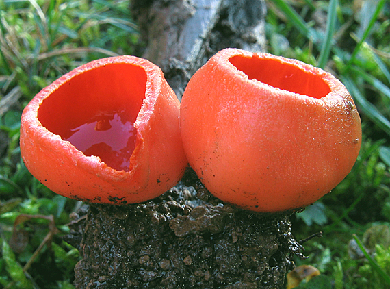 ohnivec šarlátový Sarcoscypha coccinea (Gray) Boud.