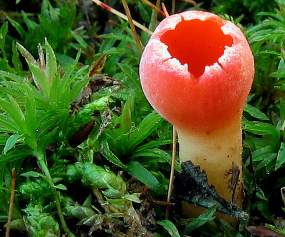 ohnivec šarlátový Sarcoscypha coccinea (Gray) Boud.