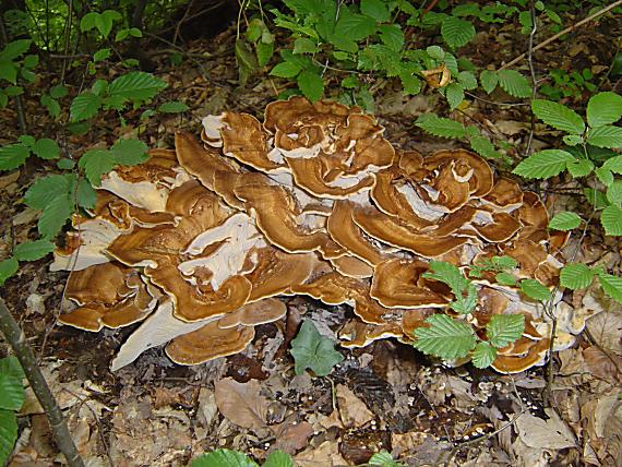 vejárovec obrovský Meripilus giganteus (Pers.) P. Karst.