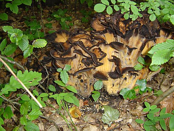 vejárovec obrovský Meripilus giganteus (Pers.) P. Karst.