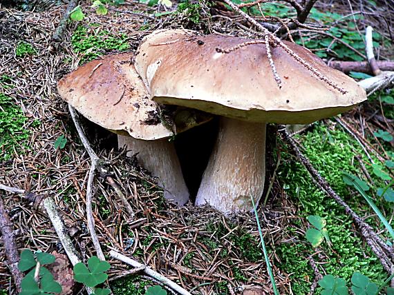 hríb smrekový Boletus edulis Bull.