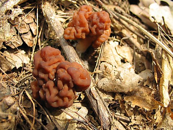 ušiak obyčajný Gyromitra esculenta (Pers.) Fr.