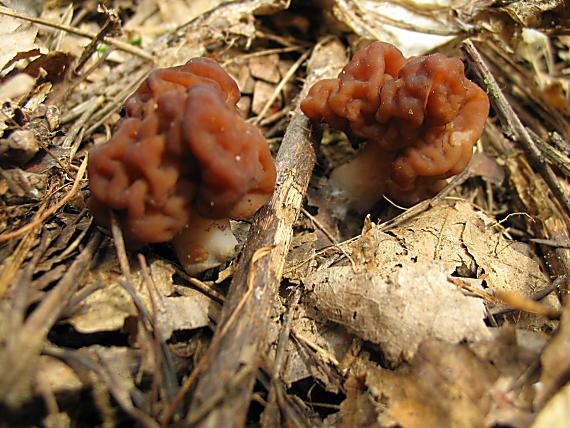 ušiak obyčajný Gyromitra esculenta (Pers.) Fr.