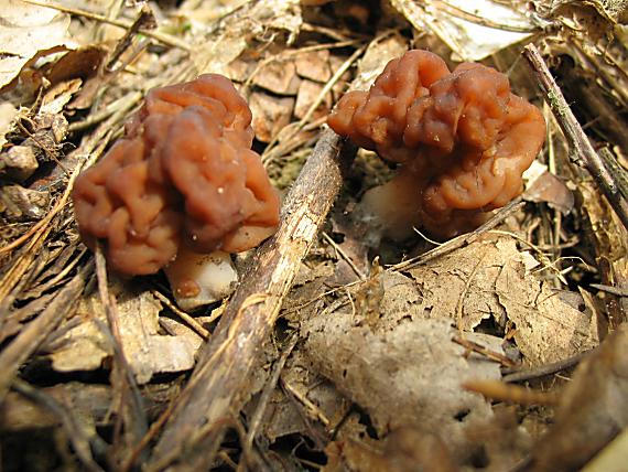 ušiak obyčajný Gyromitra esculenta (Pers.) Fr.