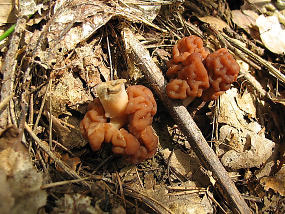 ušiak obyčajný Gyromitra esculenta (Pers.) Fr.