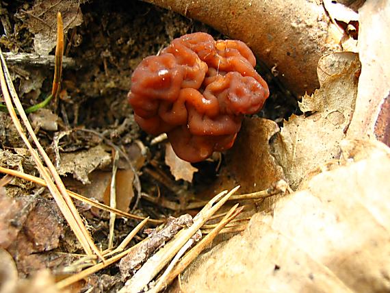 ušiak obyčajný Gyromitra esculenta (Pers.) Fr.