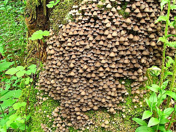 hnojník rozsiaty Coprinellus disseminatus (Pers.) J.E. Lange