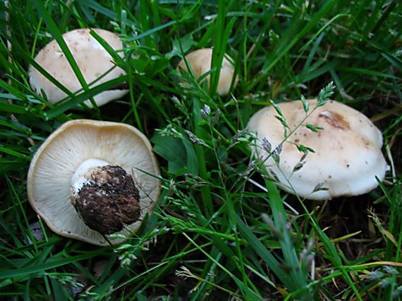 čírovnica májová Calocybe gambosa (Fr.) Donk