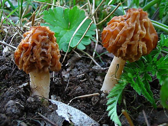 smrčok hybridný Morchella semilibera DC.