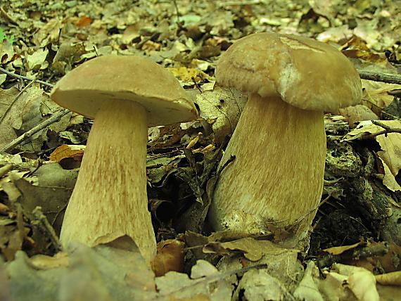 hríb dubový Boletus reticulatus Schaeff.