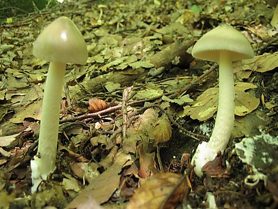 muchotrávka pošvatá Amanita vaginata (Bull.) Lam.