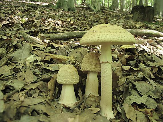 muchotrávka červenkastá Amanita rubescens Pers.