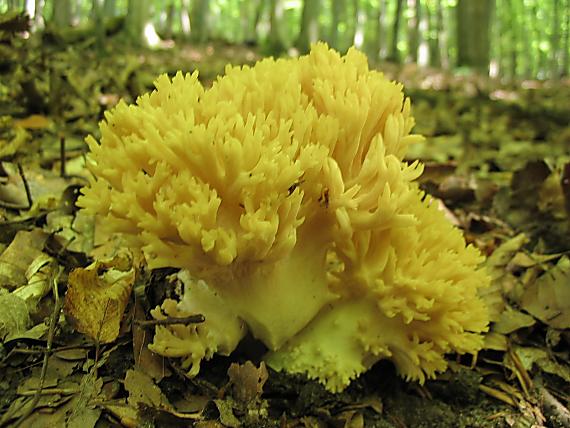 strapačka koralovitá Ramaria botrytis (Pers.) Ricken