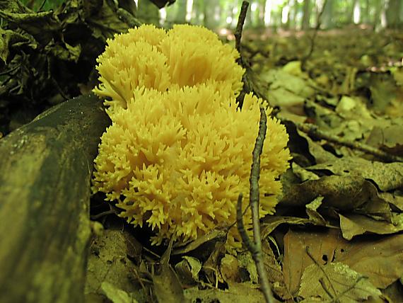 strapačka koralovitá Ramaria botrytis (Pers.) Ricken