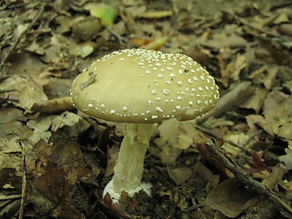 muchotrávka tigrovaná Amanita pantherina (DC.) Krombh.