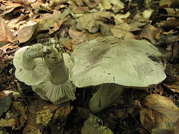 čírovka čiernošupinatá Tricholoma atrosquamosum Sacc.