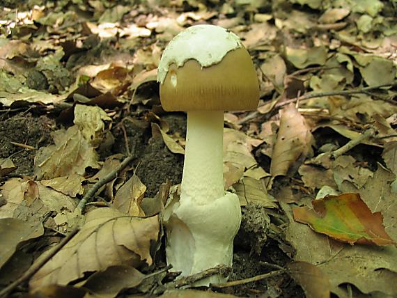 muchotravka pošvatá žltoolivová Amanita vaginata olivaceoviridis