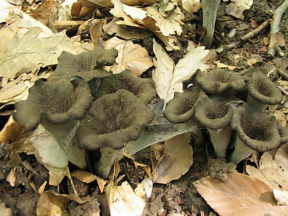 lievik trúbkovitý Craterellus cornucopioides (L.) Pers.