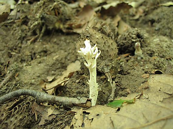 konárovka hrebenitá Clavulina coralloides (L.) J. Schröt.