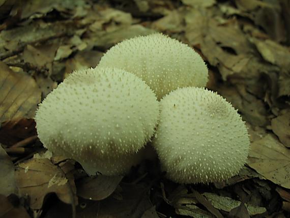 prášnica bradavičnatá Lycoperdon perlatum Pers.