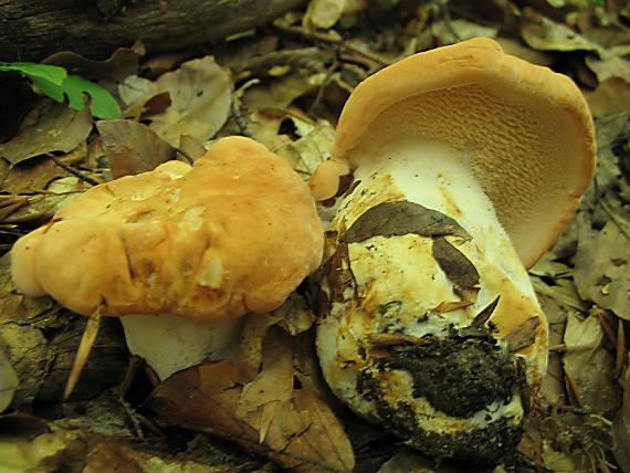 jelenka poprehýbaná Hydnum repandum L.