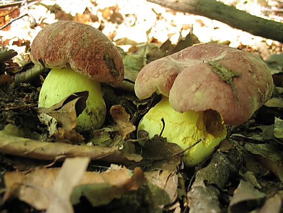 hríb kráľovský Butyriboletus regius (Krombh.) D. Arora & J.L. Frank