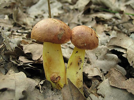 zlatohríb úhľadný Aureoboletus gentilis (Quél.) Pouzar