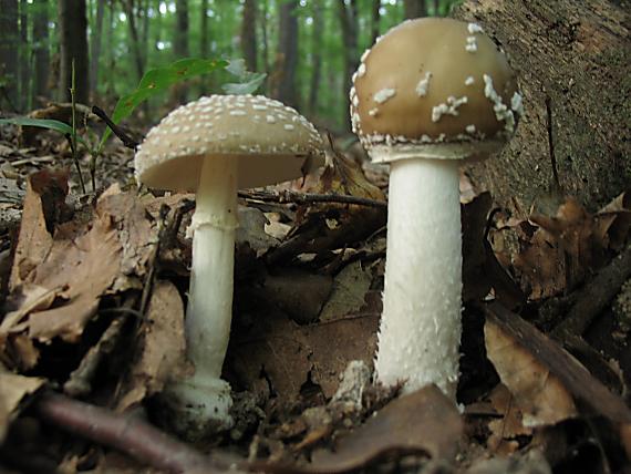 muchotrávka tigrovaná Amanita pantherina (DC.) Krombh.