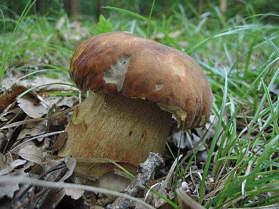 hríb bronzový Boletus aereus Bull. ex Fr.