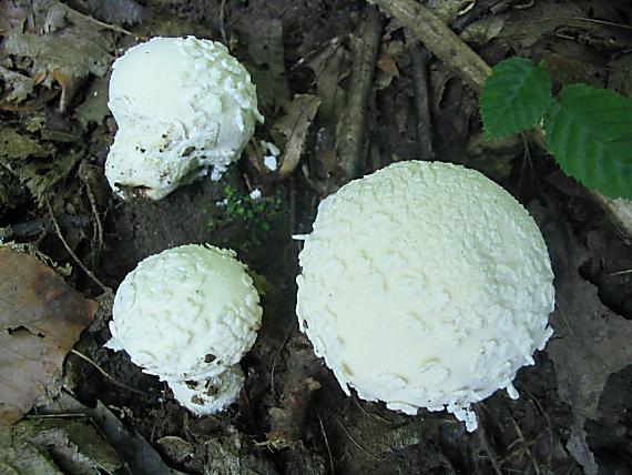 prášnica závojová Lycoperdon mammiforme Pers.