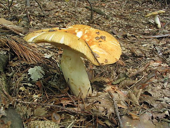 plávka smradľavá Russula foetens Pers.