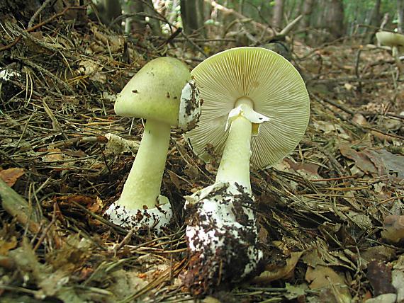 muchotrávka zelená Amanita phalloides (Vaill. ex Fr.) Link